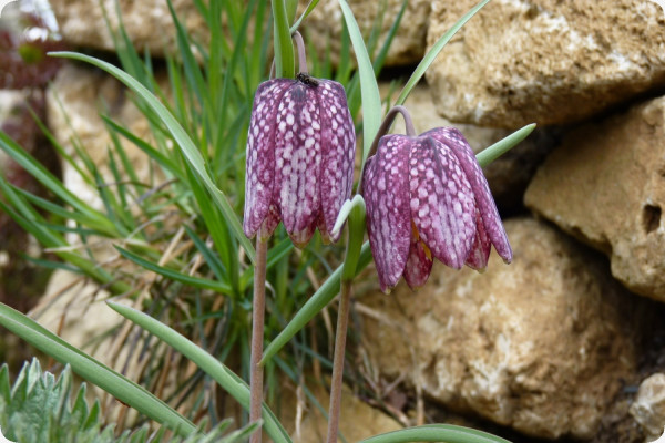 Fritillary lily