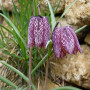 Fritillary lily