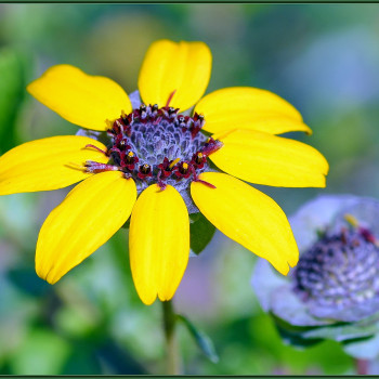 Schokoladenblume