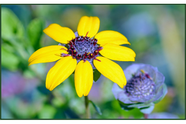 Schokoladenblume