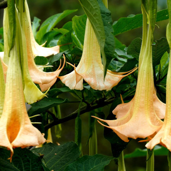 Angel's Trumpet / Yellow