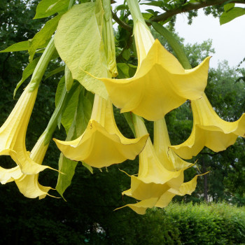 Angel's Trumpet / Yellow