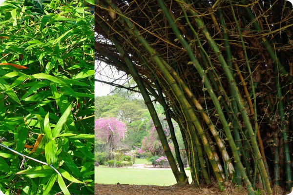 Large thorny bamboo