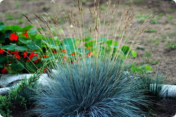 Blauschwingel-Gras