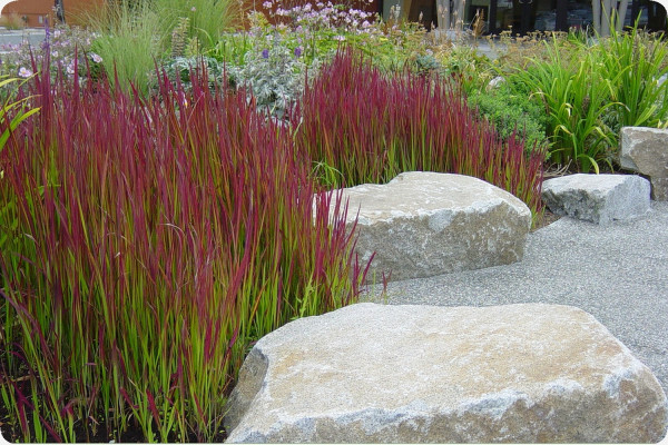 Japanisches Blutgras
