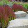 Japanisches Blutgras