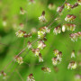 Herz-Zittergras / Jungfernhaar