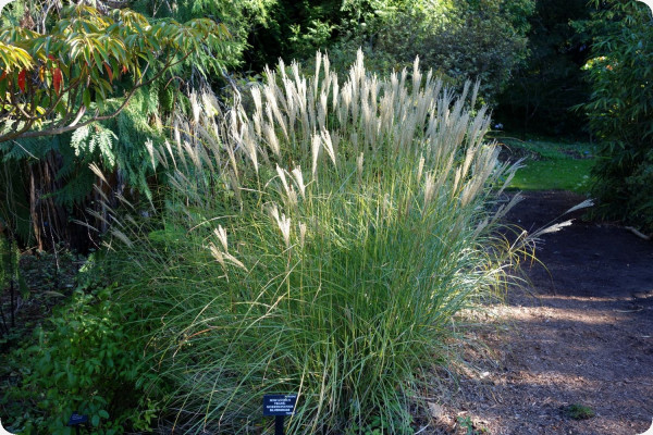 Chinese silver grass