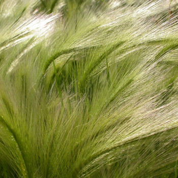 Mähnengerste