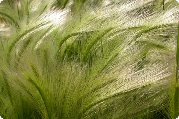 moray barley