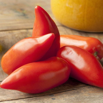 Tomate - Andenhorn / Cornue des Andes