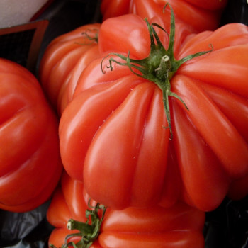 Tomato - Costoluto Genovese
