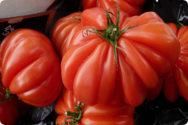 Tomate - Costoluto Genovese