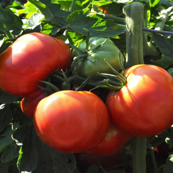 Tomate - Rose de Berne