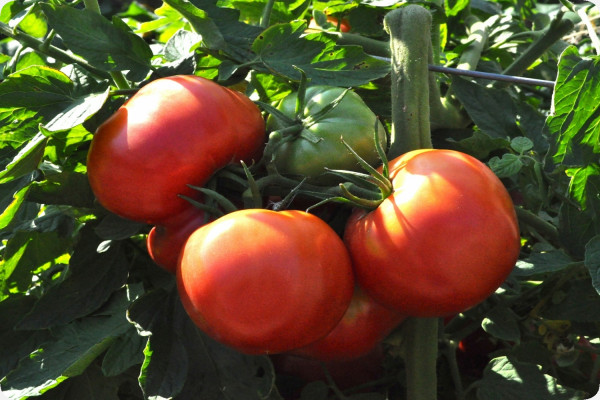 Tomato - Rose de Berne