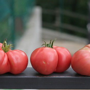 Tomate - Rose de Berne