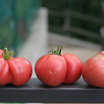 Tomato - Rose de Berne