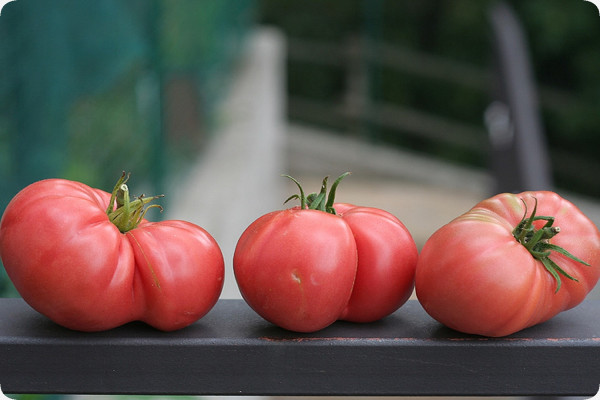 Tomato - Rose de Berne