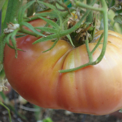 Tomato - Rose de Berne