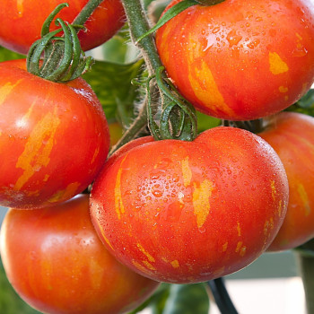 Tomato - Tigerella