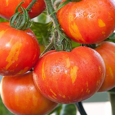 Tomate - Tigerella