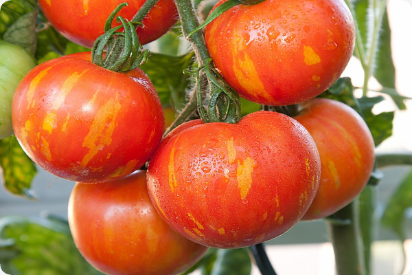 Tomate - Tigerella