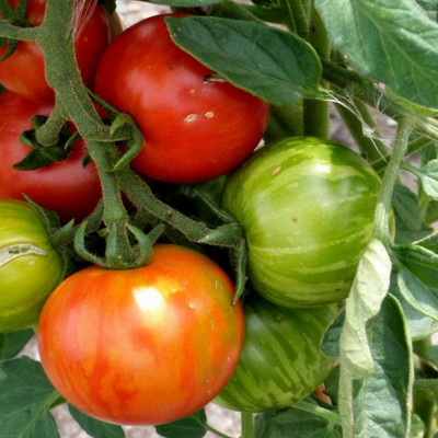 Tomate - Tigerella