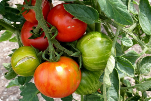 Tomate - Tigerella