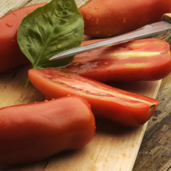 Tomato - San Marzano