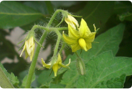 Tomato - San Marzano