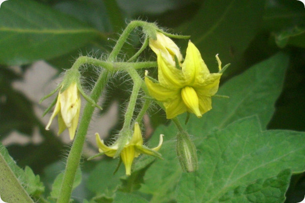 Tomate - San Marzano