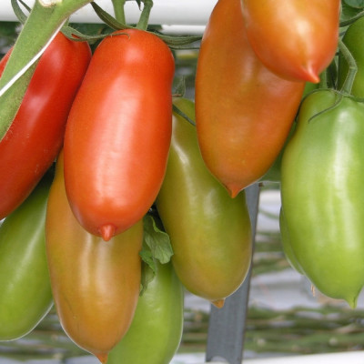Tomate - San Marzano
