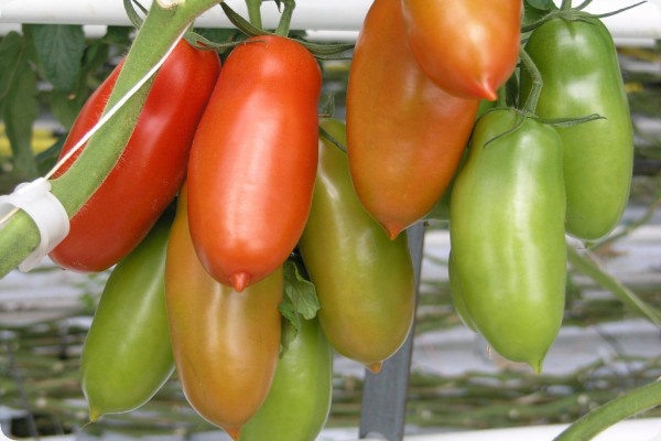 Tomate - San Marzano