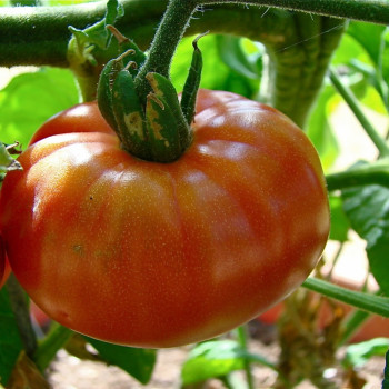 Tomato - Pink Brandywine