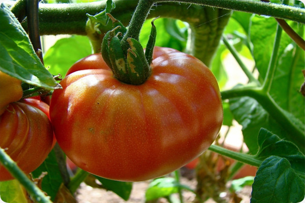 Tomate - Pink Brandywine