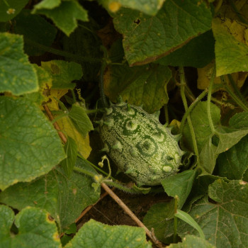 Kiwano Horngurke
