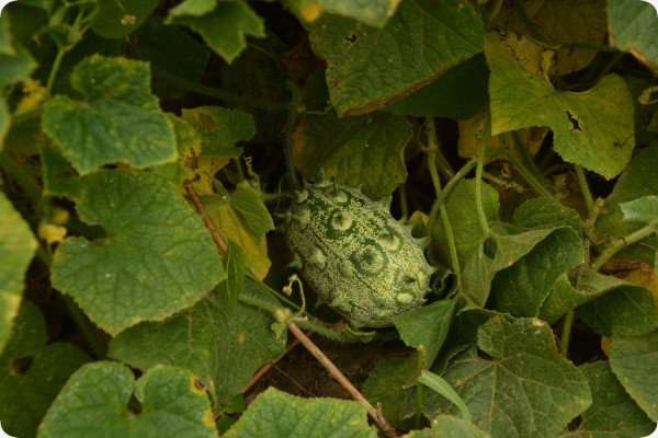 Kiwano Horngurke