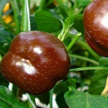 Paprika - Sweet Chocolate x