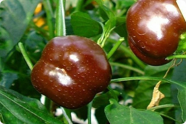Paprika - Sweet Chocolate x