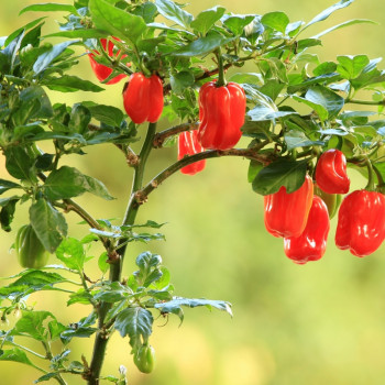 Chili - Habanero Antilles Red