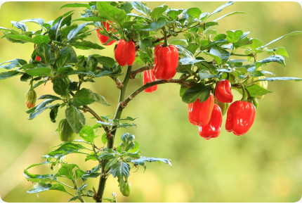 Chili - Habanero Antilles Red
