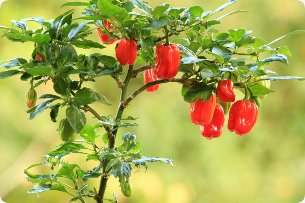 Chili - Habanero Antilles Red