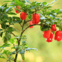 Chili - Habanero Antilles Red