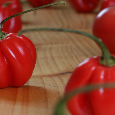 Chili - Habanero Antilles Red