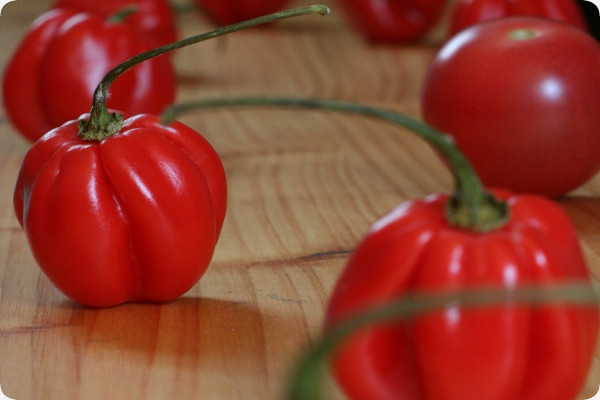 Chili - Habanero Antilles Red