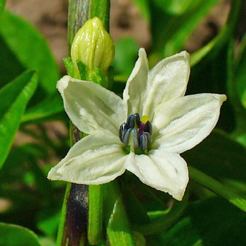 Chili - De Cayenne
