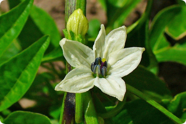 Chili - De Cayenne
