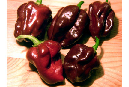 Chili - Habanero Chocolate