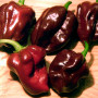 Chili - Habanero Chocolate