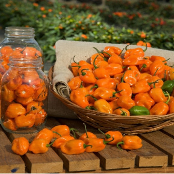 Chili - Gelbe Habanero